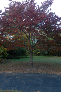 Flowering Dogwood tree in landscape, fall color